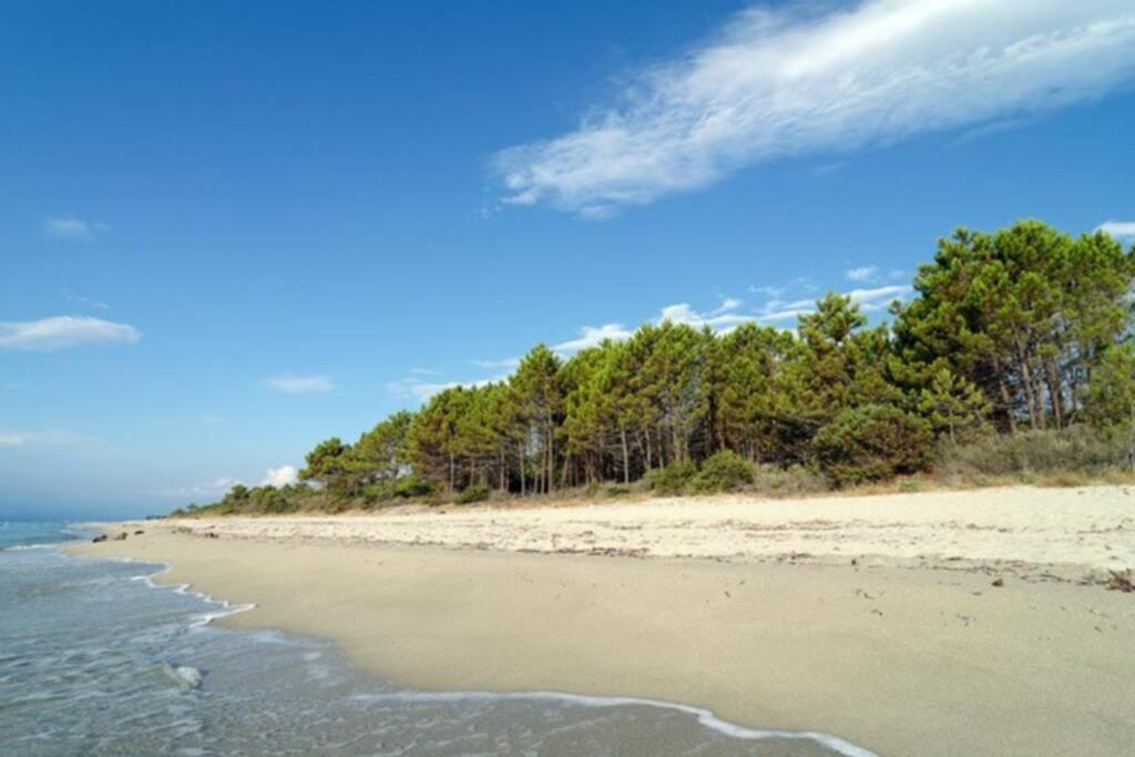 Marine De Bravone T2 Terrasse Front De Mer - Plage Pieds Dans L'Eau - Clim - Piscine - Wifi Linguizzetta Exterior photo